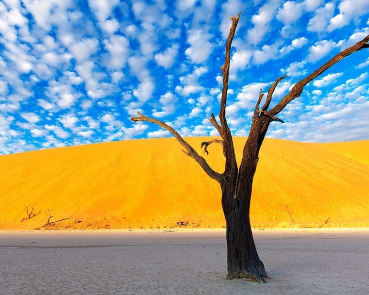 Сухое дерево в пустыне