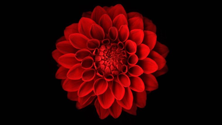 Цветы на черном фоне