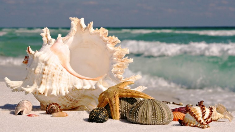 Морская тематика ракушки