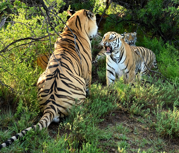 Тигр и тигрица