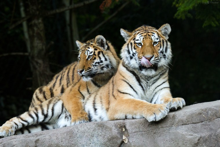 Амурский тигр с тигрицей любовь