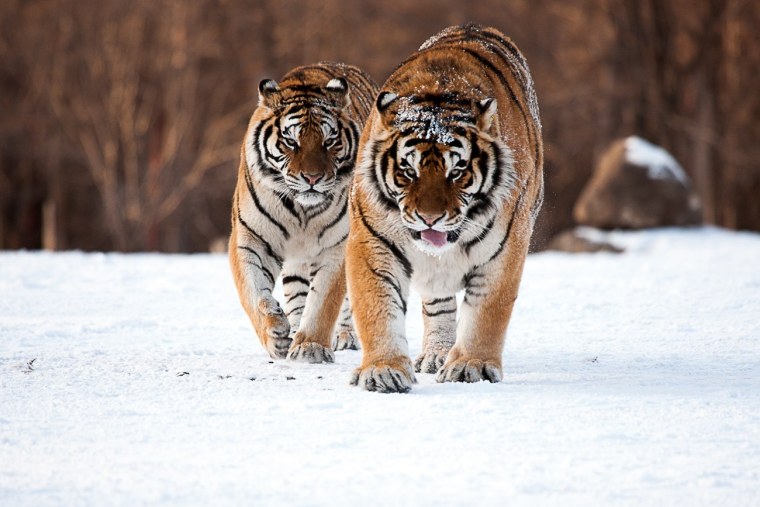 Тигр самка и самец