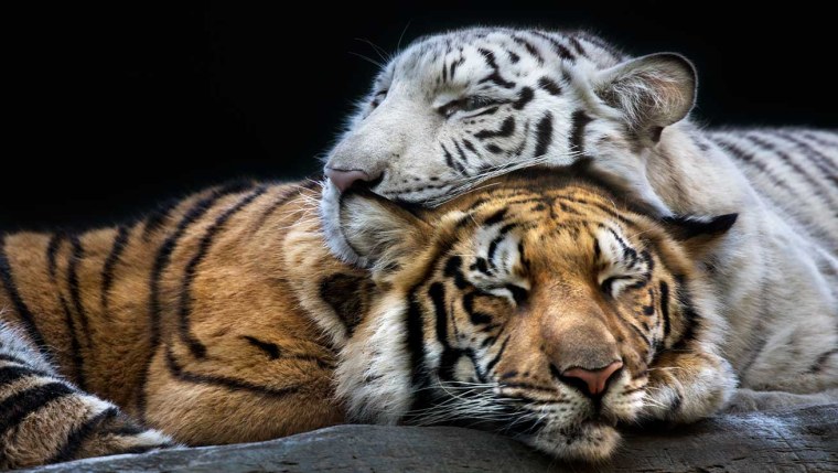 Тигрица спит