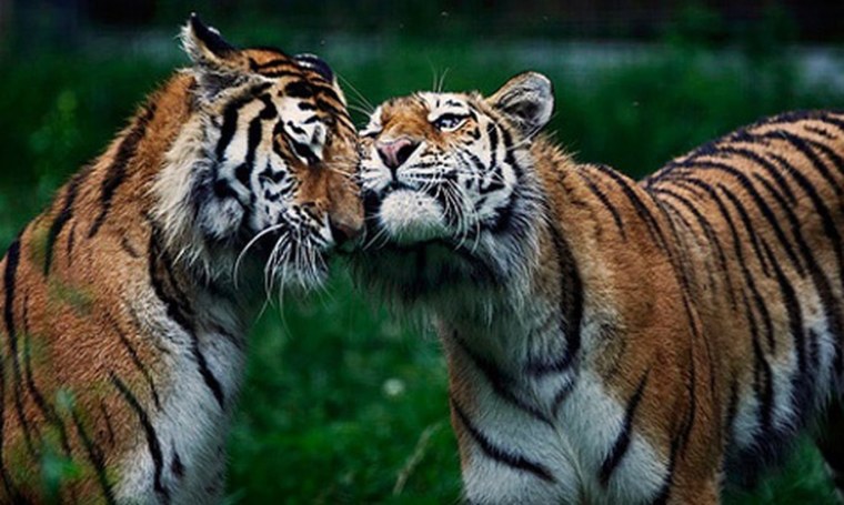 Пара тигров любовь