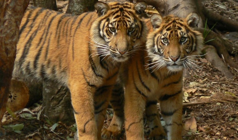 Тигрица с тигрятами