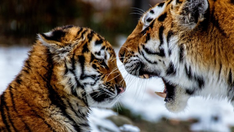 Добрая тигрица