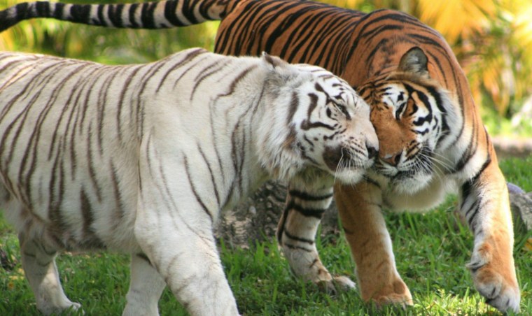 Амурский тигр и белый тигр