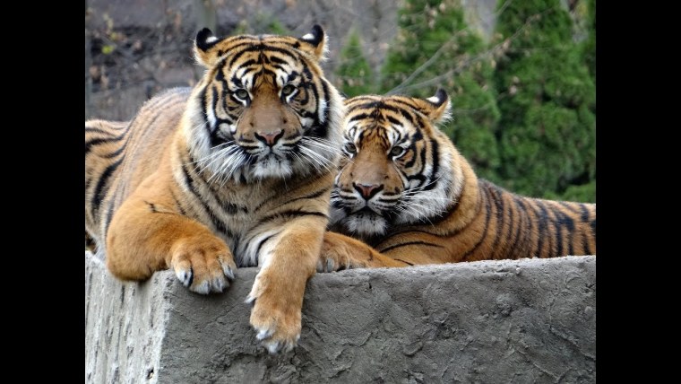 Суматранский тигр и Амурский тигр