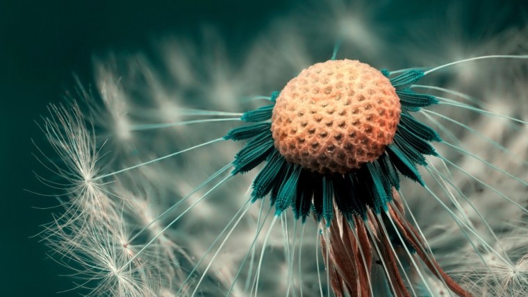 Одуванчик Макросъемка