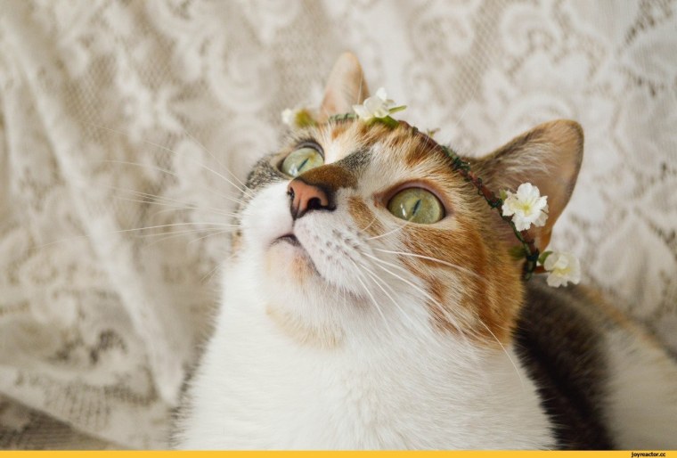 Коты Эстетика