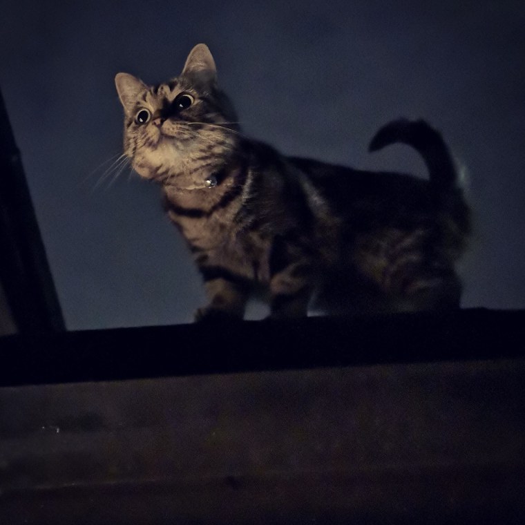 Эстетичные котики