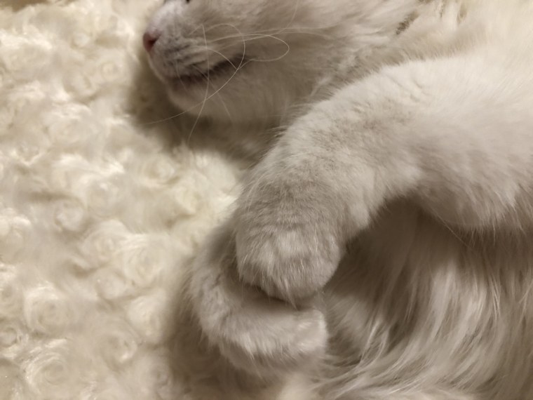 Шерсть котов