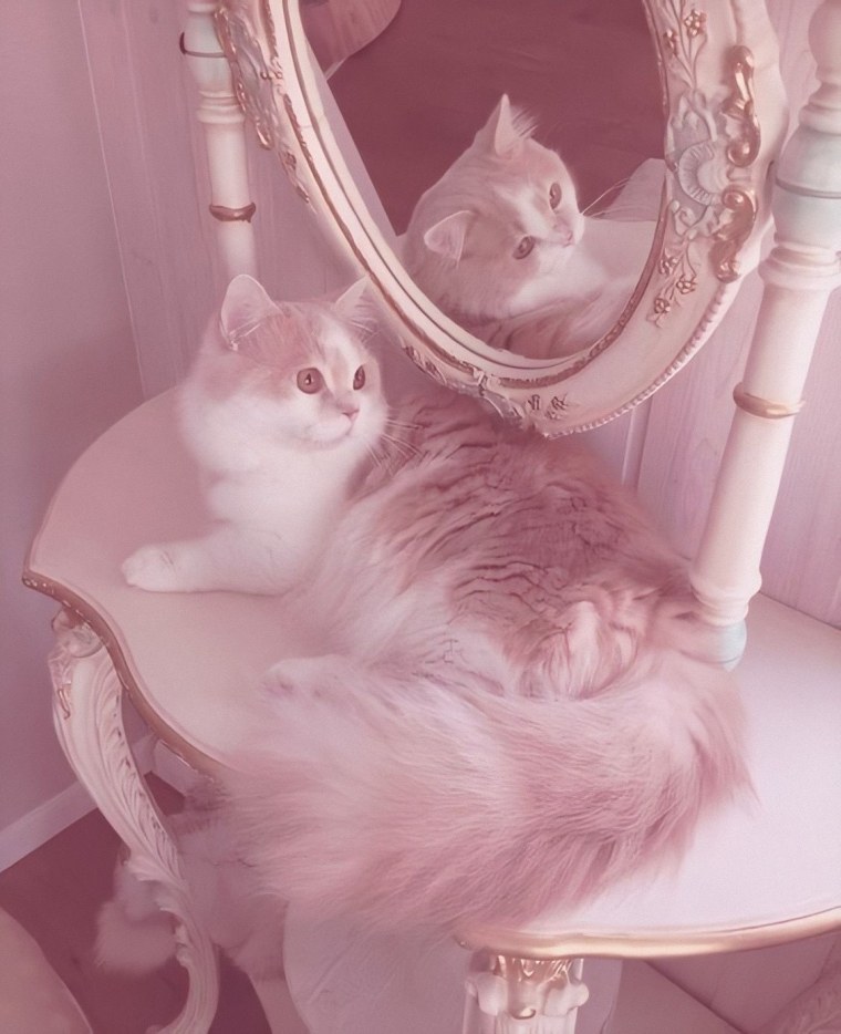 Котята Эстетика