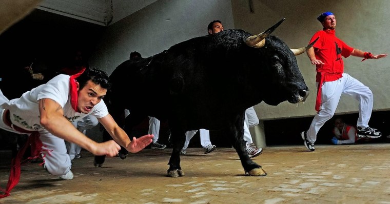 Бык против медведя