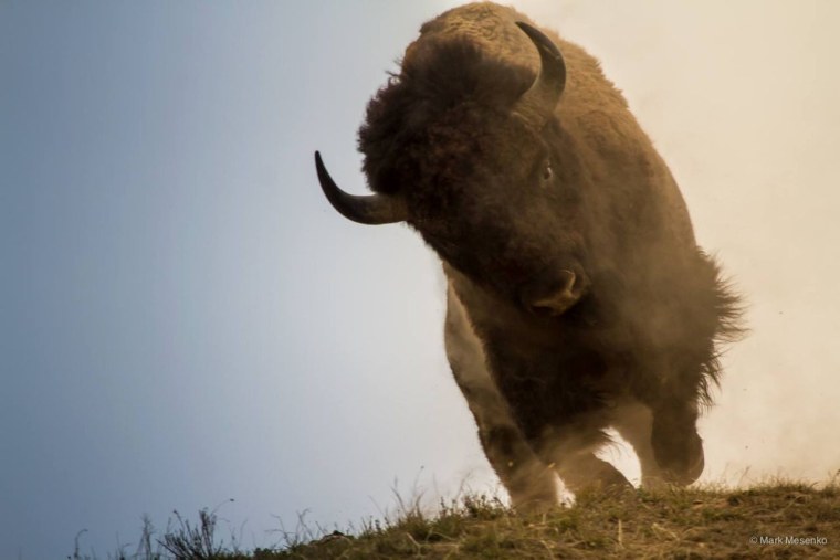 Таурус бык Телец эмблема