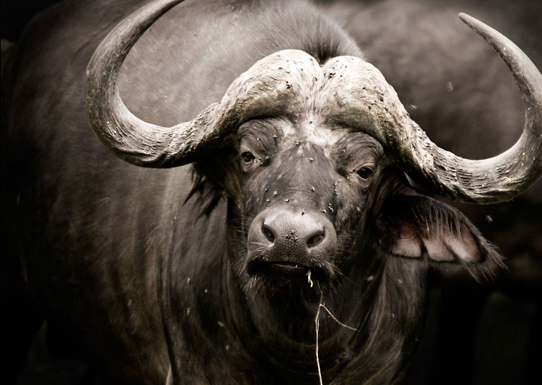 Бык порода Фердинанд