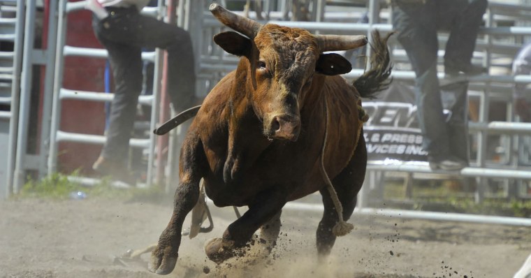 Бешеный бык