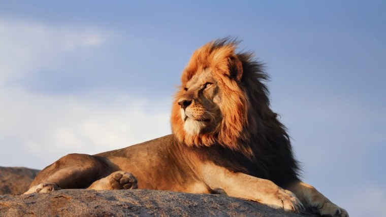 Берберийский Лев фото