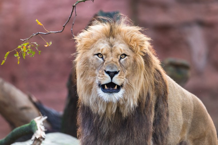 Лев анфас фото