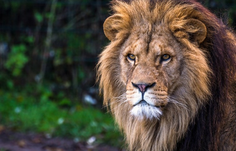 Лев портрет