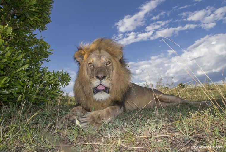 Парк Масаи Мара львы