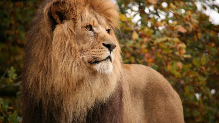 Североконголезский Лев