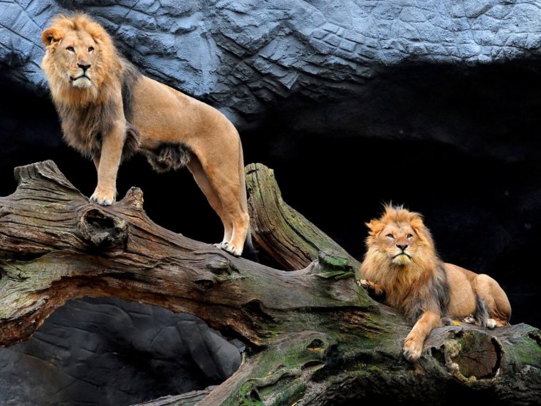 Сенегальский Лев