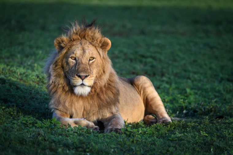 Красивый Лев