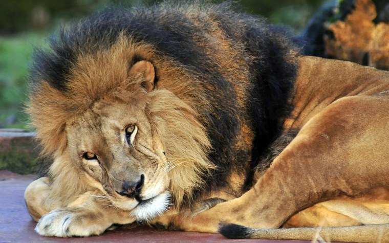 Красивый Лев