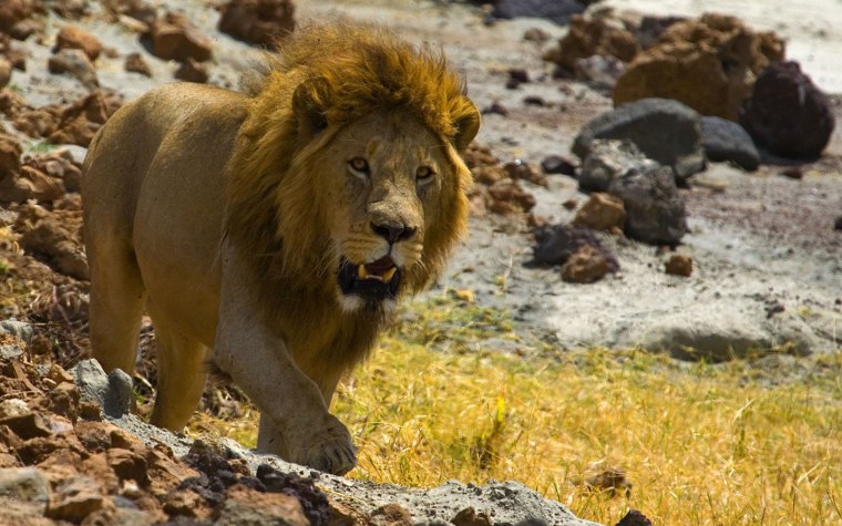 Масайский Лев