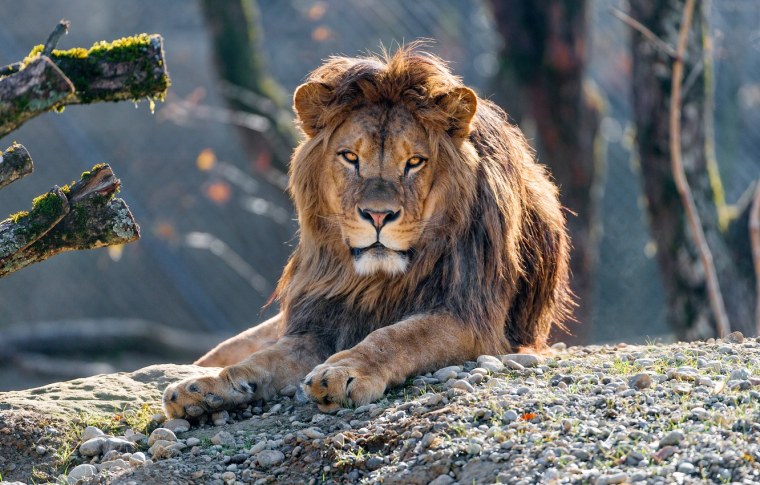 Красивый Лев