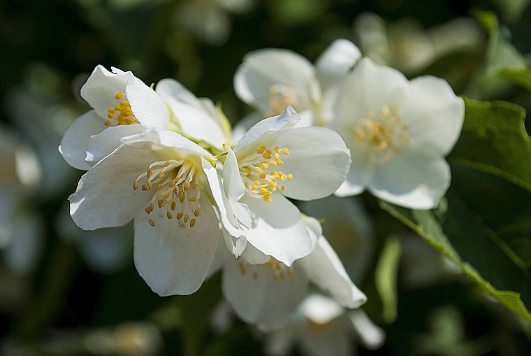 Жасмин Королевский