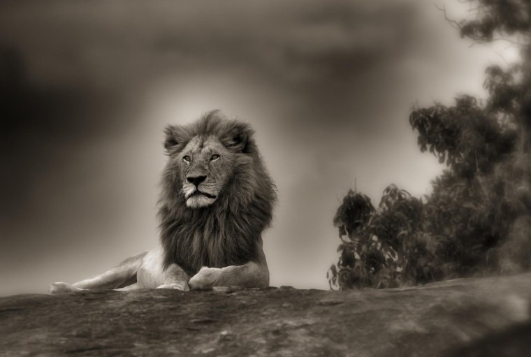 Одинокий Лев