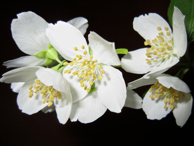Цветок жасмина Jasminum