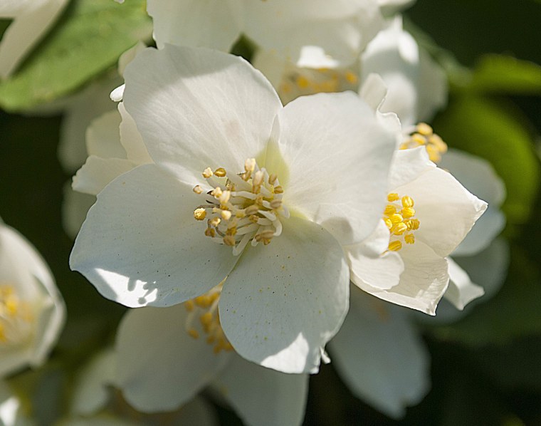 Жасмин Королевский