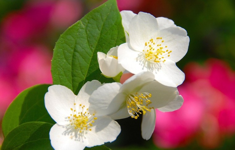 Жасмин цветок чубушник -