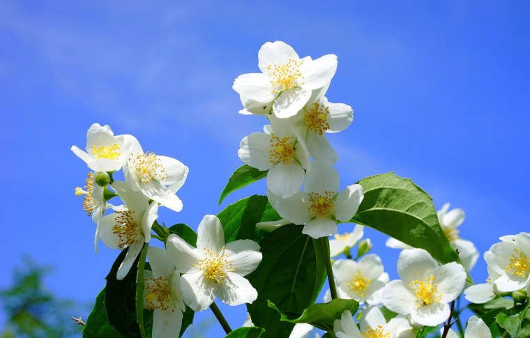 Жасмин цветок чубушник -