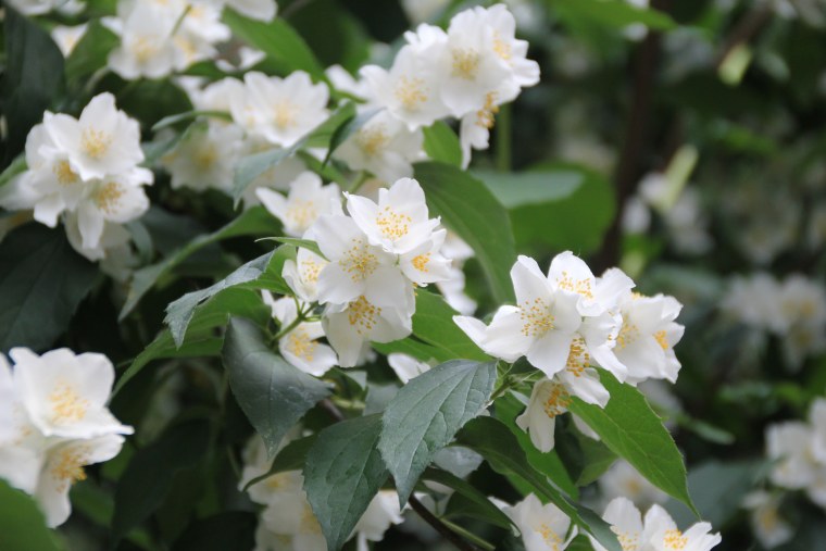 Чубушник Philadelphus Казбек