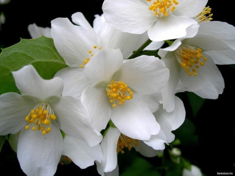 Жасмин крупноцветный