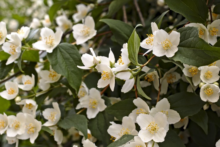 Чубушник Эльбрус