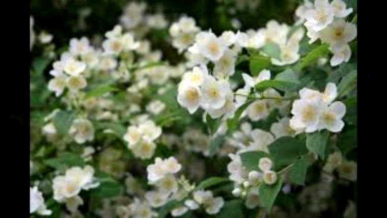 Жасмин цветы