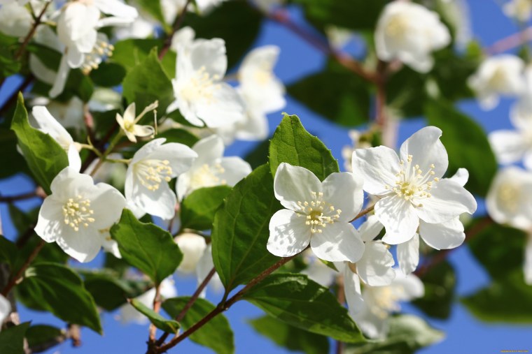 Чубушник Глетчер цветки