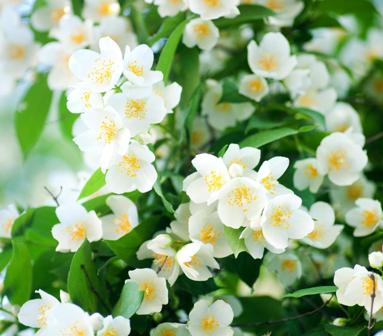 Весенние цветы Жасмин