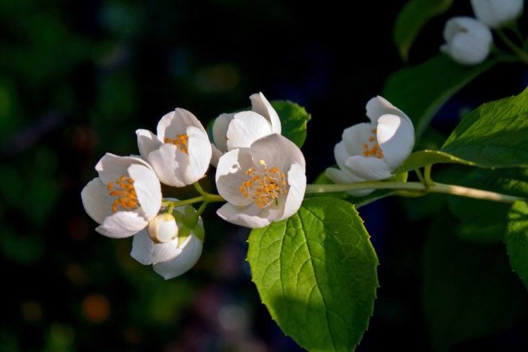 Цветок жасмина Jasminum