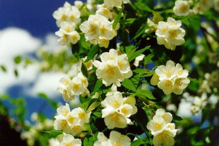 Жасмин цветы