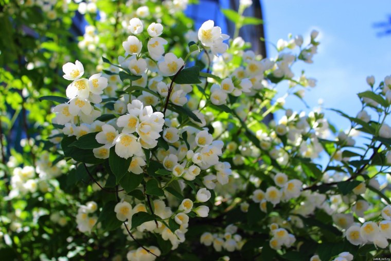 Жасмин кустарниковый