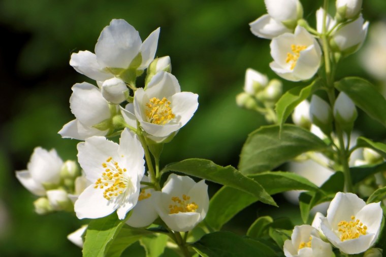 Чубушник Боклер