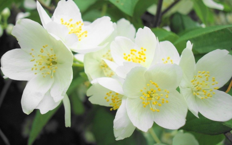 Весенний Жасмин