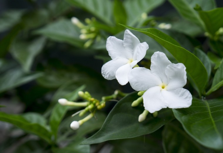 Жасмин Jasminum Molle