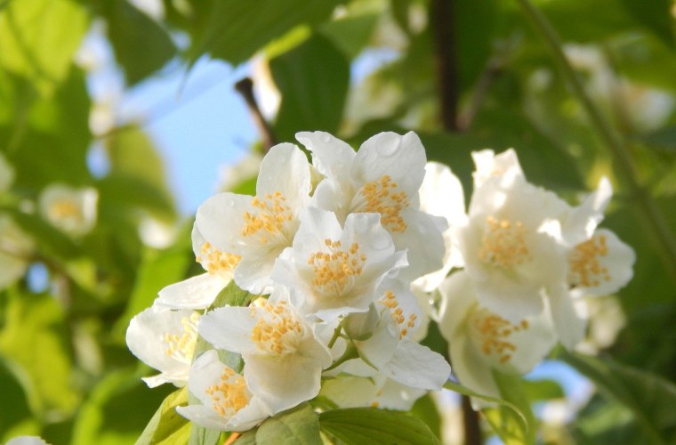 Жасмин Королевский